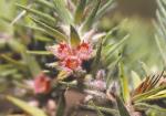 Flowers, Hairy Melichrus