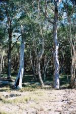 <em>Eucalyptus parramattensis</em>  subsp. <em>parramattensis</em> population, Wyong and Lake Macquarie local government areas