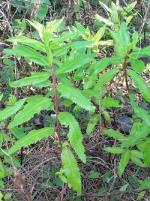 Foliage and form, Square Raspwort, Jackie Miles