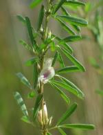 Flower and foliage, Lespedeza juncea subsp. Sericea