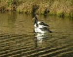 Magpie Geese wading in wetlands.