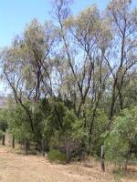 Weeping Myall Woodland at Jerrys Plains Cemetery, west of Singleton.