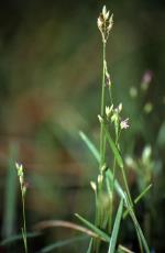 Flowers,  Floyd's Grass