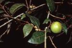 Fruit, Rusty Plum