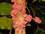 Buds and trunk, Davidson's Plum.