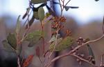 Buds, capsules and leaves,  Warra Broad-leaved Sally.