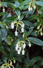 Flowers and foliage, Green Waxberry.