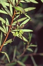 Flower and foliage, Guthrie's Grevillea.