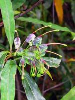 Flower,  <em>Grevillea shiressii</em>