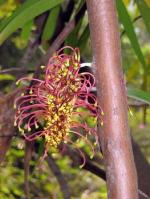 Flower, Big Nellie Hakea.