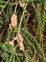 Capsules and foliage, Weeping Paperbark