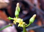 Flowers, Milky Silkpod