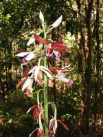 Flower, Southern Swamp Orchid