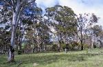 Ribbon Gum, Mountain Gum, Snow Gum Grassy Forest/Woodland of the New England Tableland Bioregion