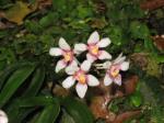 Flowers, Ravine Orchid