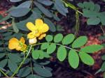 Flower and foliage Rainforest Cassia