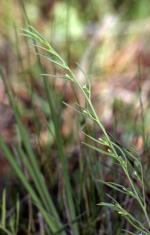 Austral Toad Flax