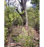 Australian Brush-turkey mound