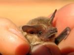 Hairy-nosed Freetail Bat, details of bristle nose