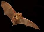 Eastern Cave Bat in flight