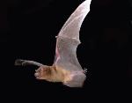 Greater Broad-nosed Bat in flight