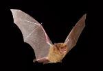 Eastern Long-eared Bat in flight