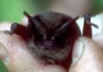 Eastern Freetail-bat