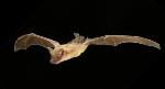 Beccari's Freetail-bat