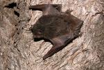 Hoary Wattled Bat