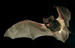 Large-eared Pied Bat
