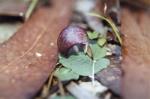 New species of orchid <Corybas dowlingii>found near Newcastle, NSW.