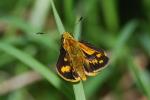 Black Grass-dart