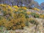 Scotch Broom