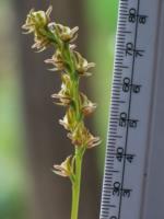 Flowers of Prasophyllum canaliculatum