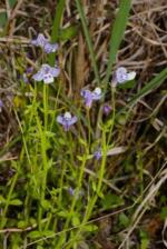 Flowers of Lindernia alsinoides