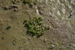 Nitella parooensis in mudflat habitat. Nocoleche Nature Reserve.