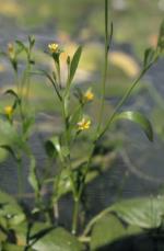 Flowers and form, Nocoleche Goodenia