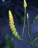 Flower, <em>Aponogeton queenslandicus</em>