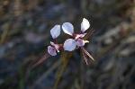 Flower, Sand Doubletail