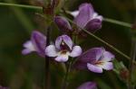 Flower, Polblue Eyebright