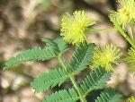 Foliage and flowers, Downy Wattle