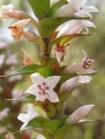  <em>Epacris purpurascens</em> var. <em>purpurascens</em>