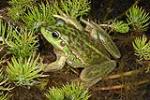 Yellow-spotted Bell Frog