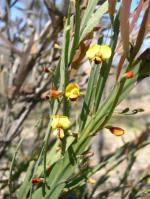 <em>Bossiaea fragrans</em>, Cladode (flattened stem) and flowers