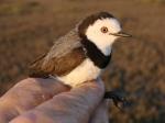 White-fronted Chat