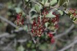 Grevillea ilicifolia flower