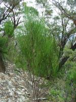 Young mature plant, Irrae Gowar Ridge, showing colour and typical arrangement of foliage. Groundcover is typical of the majority of sites. <a href="http://picasaweb.google.com/orkology" class="linkBlack100" target="_blank">Greg Steenbeeke, Orkology</a>