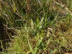 Hairy Jointgrass, Mature stem of plant growing among wetland plants. <a href="http://picasaweb.google.com/orkology" class="linkBlack100" target="_blank">Greg Steenbeeke, Orkology</a>