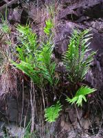 Plant, on rocky slope beside Mt Glorious Rd, Brisbane. <a href="http://picasaweb.google.com/orkology" class="linkBlack100" target="_blank">Greg Steenbeeke, Orkology</a>