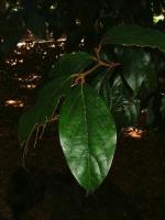 Foliage of <I>Endiandra muelleri</I> subsp. <I>bracteata</I> in cultivation at Coffs Harbour Botanic Gardens. <a href="http://picasaweb.google.com/orkology" class="linkBlack100" target="_blank">Greg Steenbeeke, Orkology</a>